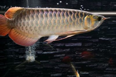 龍魚臨死前有什么預(yù)兆：龍魚臨死前有哪些預(yù)兆 龍魚百科 第2張