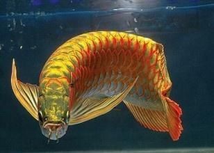 龍魚臨死前有什么預(yù)兆：龍魚臨死前有哪些預(yù)兆 龍魚百科 第3張