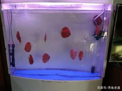 多久清洗魚缸：魚缸消毒劑清洗的方法 魚缸百科 第1張