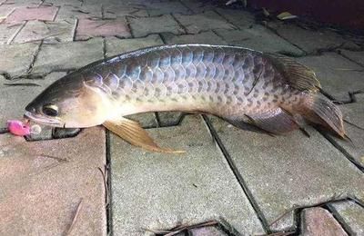 龍魚(yú)一次吃多少顆：龍魚(yú)一次應(yīng)該吃多少顆食物，龍魚(yú)一次吃多少顆食物 龍魚(yú)百科 第3張