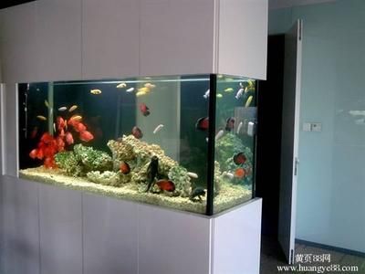 1.8米魚缸養(yǎng)多少條發(fā)財(cái)魚好：1.8米的魚缸，適宜飼養(yǎng)多少條發(fā)財(cái)魚 魚缸百科 第2張