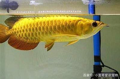 金龍魚適宜的溫度是多少度：金龍魚適宜的水溫為24~[需手動(dòng)填充]養(yǎng)魚者應(yīng)盡可能維持這個(gè)溫度