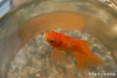 幫小魚找魚缸：小魚的故事早教動(dòng)畫：小魚的故事 魚缸百科 第4張