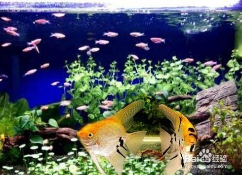 玻璃魚缸怎么清理：如何清理玻璃魚缸 魚缸百科 第1張