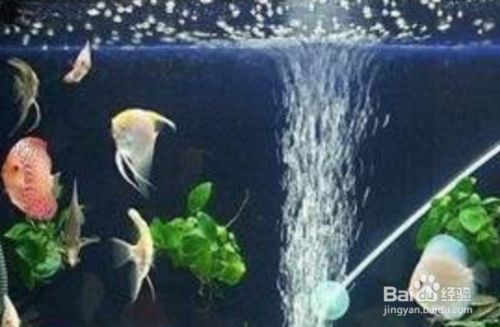 北方冬天給魚缸換水咋辦：在北方冬天給魚缸換水有哪些注意事項？ 魚缸百科 第1張