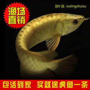 金龍魚漁場(chǎng)：關(guān)于金龍魚漁場(chǎng)的信息