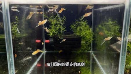 大魚缸適合養(yǎng)孔雀魚嗎？：孔雀魚繁殖注意事項(xiàng)孔雀魚繁殖注意事項(xiàng)孔雀魚繁殖注意事項(xiàng) 魚缸百科 第2張