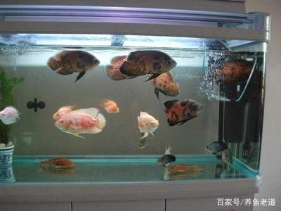 百褶泰獅魚缸一般多深：泰獅百褶魚的養(yǎng)殖技巧