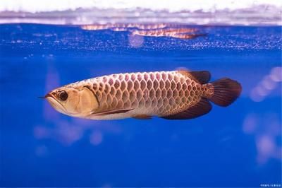 龍魚過背和高背區(qū)別大嗎：龍魚過背和高背區(qū)別大嗎, 龍魚百科 第1張