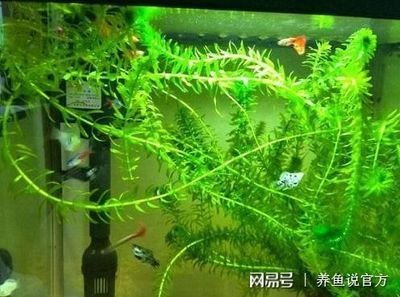 不用魚(yú)缸怎么辦：如何處理閑置的魚(yú)缸？ 魚(yú)缸百科 第3張