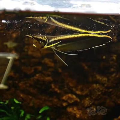 黑帶龍魚(yú)成體多大：黑帶龍魚(yú)的成體大小可以從80厘米到120厘米不等