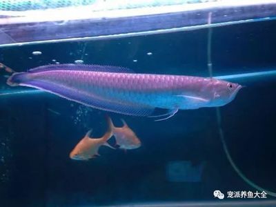 黑帶龍魚(yú)成體多大：黑帶龍魚(yú)的成體大小可以從80厘米到120厘米不等