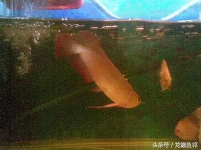 龍魚幾天不吃飯就死了正常嗎：龍魚幾天不吃飯就死了正常嗎龍魚幾天不吃飯就死了正常嗎 龍魚百科 第2張