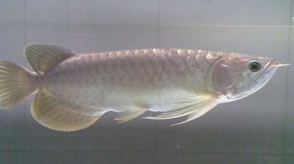 怎么選金龍魚(yú)幼魚(yú)：如何挑選金龍魚(yú)幼魚(yú)