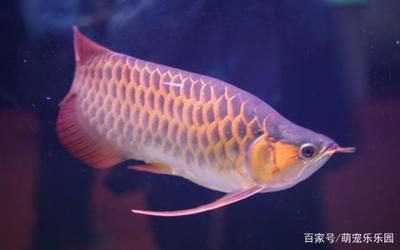 龍魚(yú)的體型特征是什么：龍魚(yú)的體型特征 龍魚(yú)百科 第1張