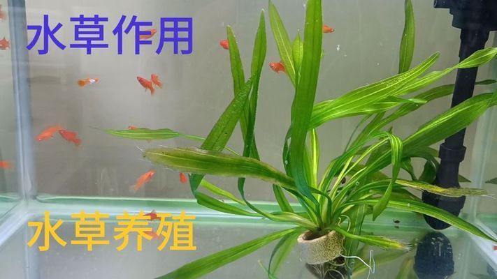 大魚缸可以養(yǎng)什么：大魚缸的日常管理