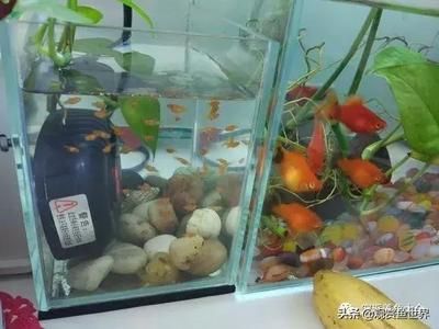 比較好養(yǎng)觀賞魚的魚缸推薦：好養(yǎng)的觀賞魚及其對應(yīng)的魚缸選擇建議