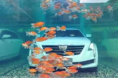 車沉魚缸,心沉大海的故事：車沉魚缸，心沉大海 魚缸百科 第1張