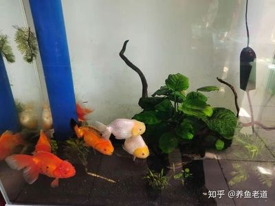 大魚缸可以養(yǎng)什么魚好看：大型魚缸飼養(yǎng)指南