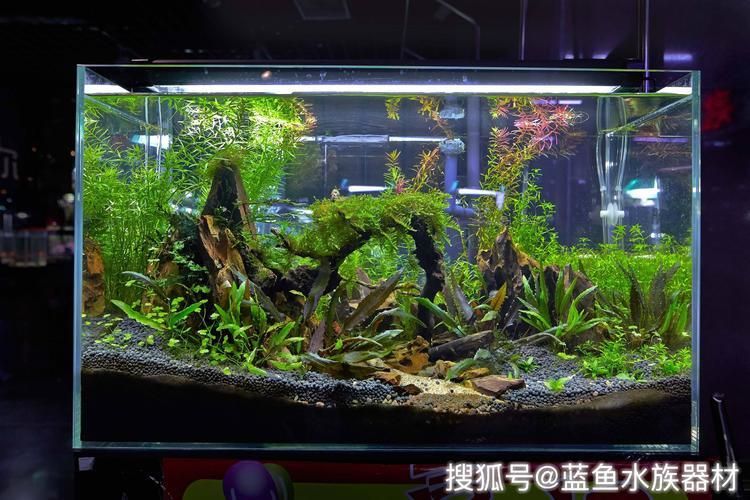 大魚缸怎么制作：大型魚缸制作技藝 魚缸百科 第1張