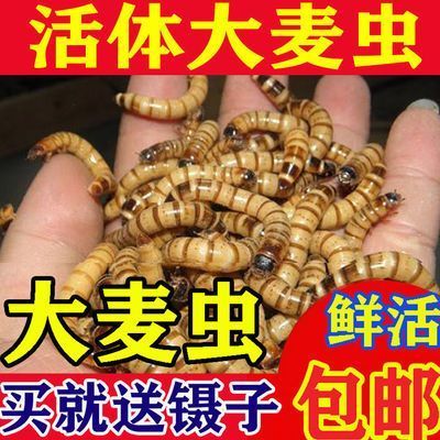 金龍魚的飼料指甲吃什么嗎：金龍魚的飼料指甲吃什么