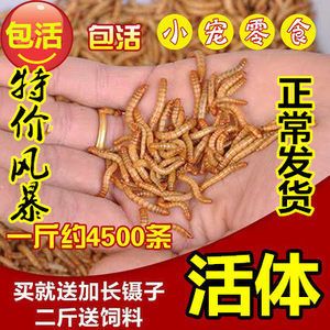 金龍魚的飼料指甲吃什么嗎：金龍魚的飼料指甲吃什么