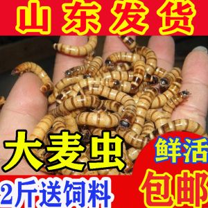 金龍魚的飼料指甲吃什么嗎：金龍魚的飼料指甲吃什么