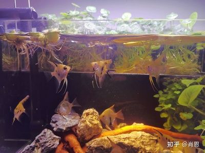 成品小魚缸改造效果圖：小米魚缸改造效果圖 魚缸百科 第3張