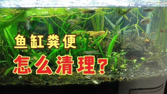 帶底砂的魚缸怎么清理糞便：清理帶底砂的魚缸糞便是養(yǎng)魚過程中的一項(xiàng)重要工作 魚缸百科 第3張