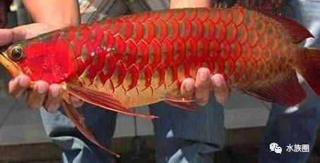 紅龍魚(yú)叫是怎么回事：紅龍魚(yú)叫聲是怎么回事