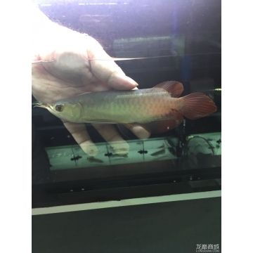 紅龍魚(yú)幼崽多少錢一條：紅龍魚(yú)幼崽多少錢一條紅龍魚(yú)幼崽多少錢一條