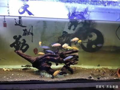 大型魚缸養(yǎng)魚方法：大型魚缸養(yǎng)護(hù)方法 魚缸百科 第1張