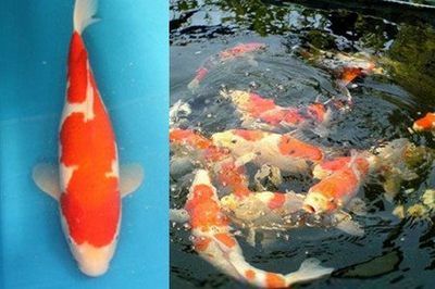 冬天室外魚缸養(yǎng)錦鯉可以嗎：冬天室外魚缸養(yǎng)錦鯉可以的 魚缸百科 第4張