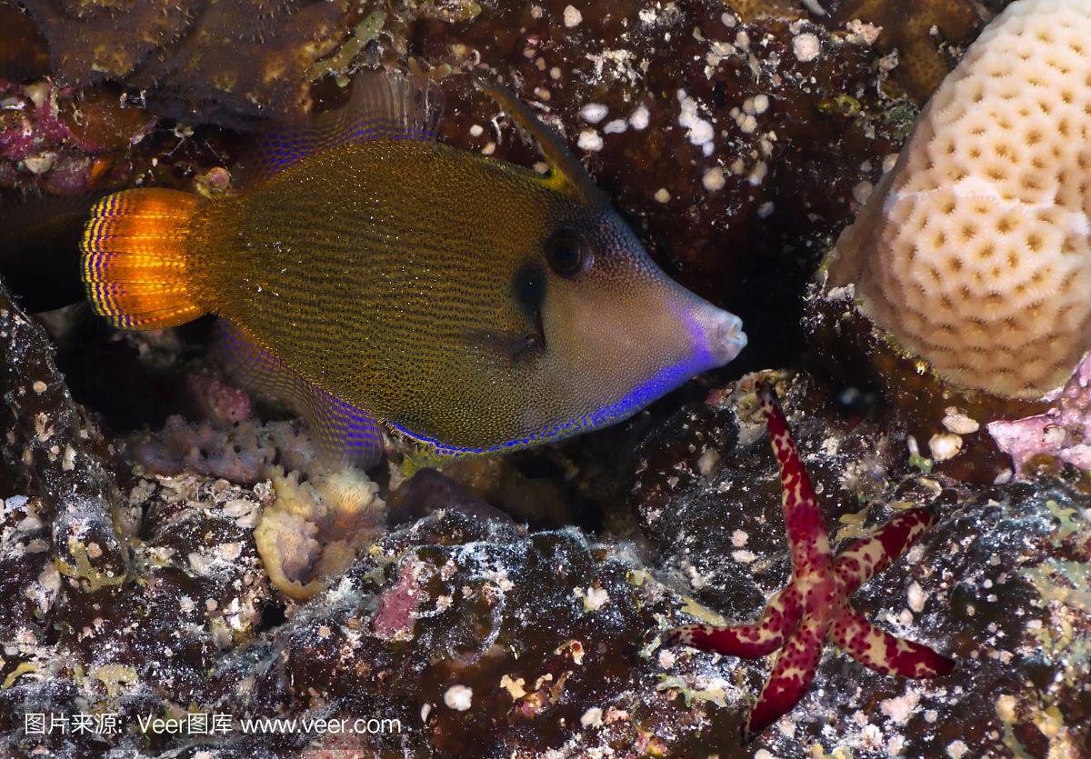 彩色石有毒嗎放魚(yú)缸里：彩色石會(huì)對(duì)魚(yú)產(chǎn)生不利影響嗎？ 魚(yú)缸百科 第3張