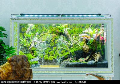 龍魚魚缸壁紙高清：高清龍魚魚缸壁紙