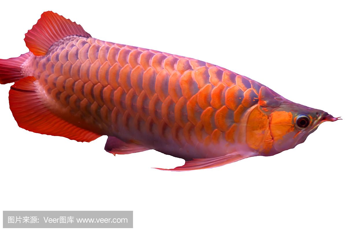 紅龍魚代表什么動物和生肖：紅龍魚代表著吉祥和財富，但并不屬于生肖的一部分