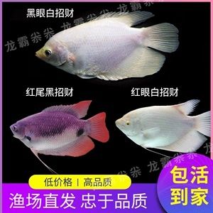 龍魚眼有白點怎么消除掉：龍魚眼部長出白點怎么辦 龍魚百科 第3張