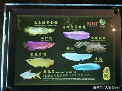 龍魚眼有白點怎么消除掉：龍魚眼部長出白點怎么辦 龍魚百科 第2張