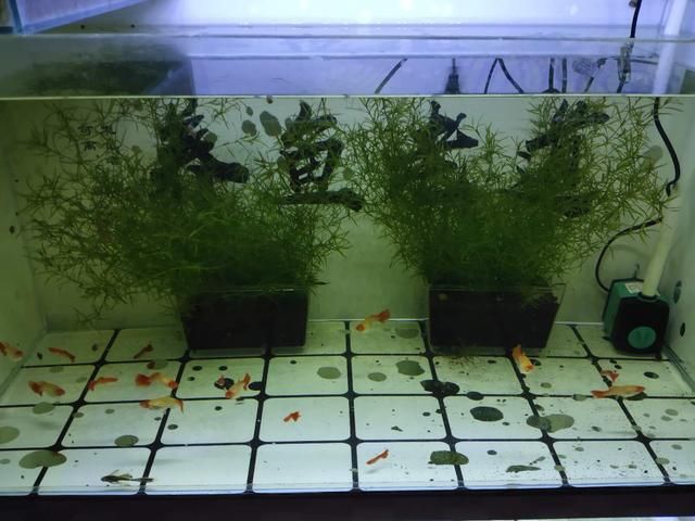 100條魚苗用多大魚缸 魚缸百科 第3張