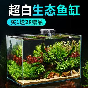 斗魚魚缸造景布置：斗魚魚缸的造景布置的技巧 魚缸百科 第1張