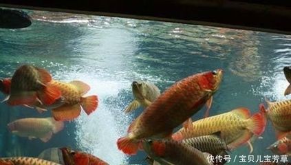 喂龍魚的泥鰍買回來怎么處理：喂食龍魚的泥鰍買回來后需要經(jīng)過一定的處理步驟以及處理步驟 龍魚百科 第2張