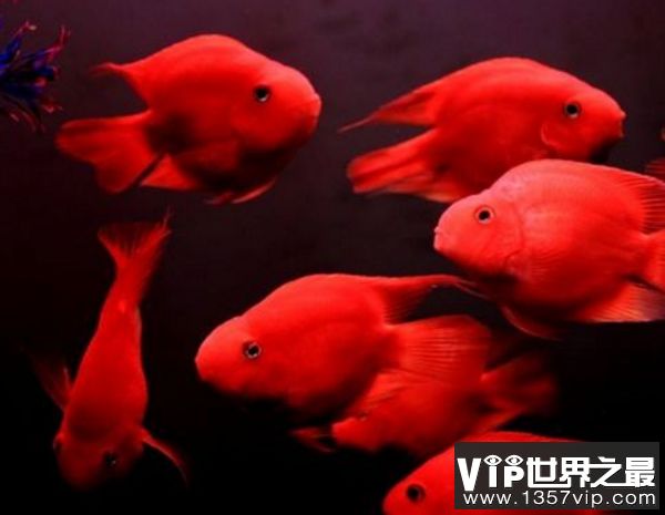 紅龍魚品相排名前十：紅龍魚品相排名前十：血統(tǒng)純正辣椒紅龍魚售價(jià)268萬元 龍魚百科 第2張