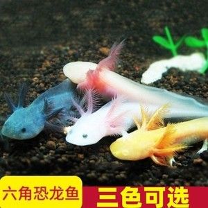 小龍魚會吃魚嗎：小龍魚會吃魚嗎，