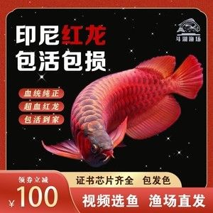 大湖紅龍魚證書照片