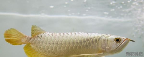 龍魚吃面包蟲好嗎：龍魚吃面包蟲是一個常見的喂食方式但也存在一些優(yōu)點和缺點