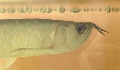 龍魚眼睛有白膜怎么做手術(shù)：龍魚眼睛出現(xiàn)白膜怎么做手術(shù)