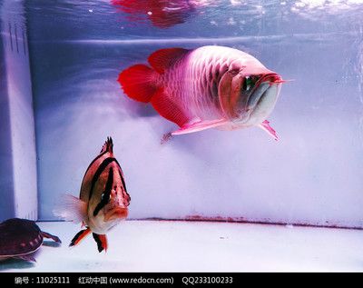 紅龍魚(yú)的特征描寫(xiě)：關(guān)于紅龍魚(yú)的知識(shí) 龍魚(yú)百科 第2張