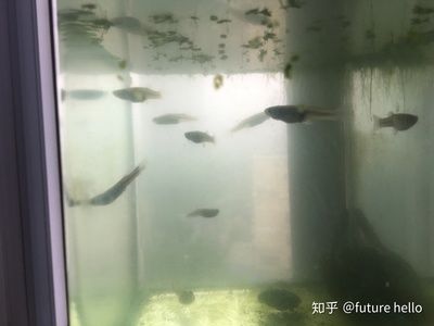 別人家的魚缸里的魚長(zhǎng)什么樣子再去感慨：別人家魚缸里的金魚和鯽魚 魚缸百科 第4張