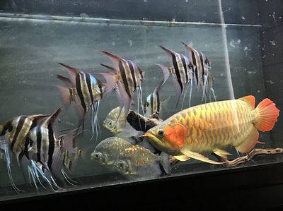 龍魚埃及神仙混養(yǎng) 龍魚百科 第1張