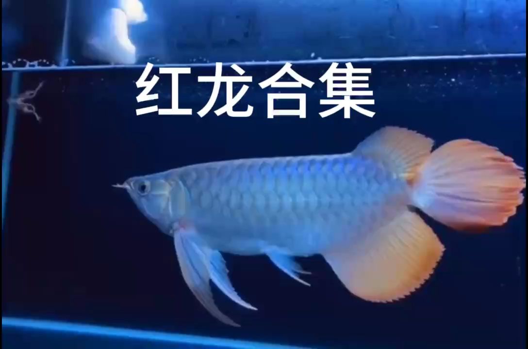 好魚賞心悅目：印尼大湖,小伙不帥_人見人愛評論：66 觀賞魚論壇